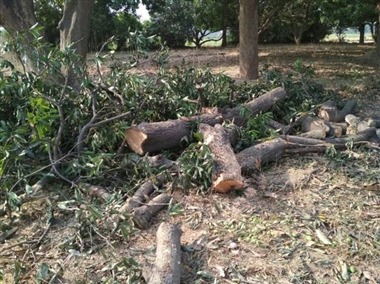 माता वाला बाग़ के पेड कह रहे कुछ !  