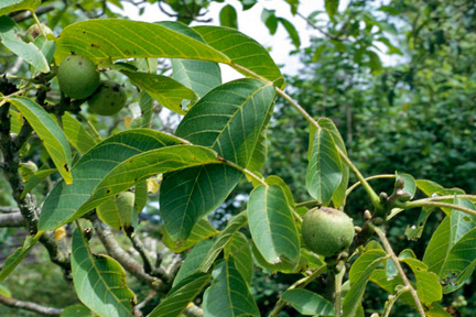 State Government encouraging plantation of advanced species of Walnut & Apple in hill areas: CM Rawat!