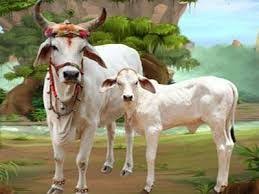 Resolution to declare cow as Rashtrmata passes in Vidhan Sabha !