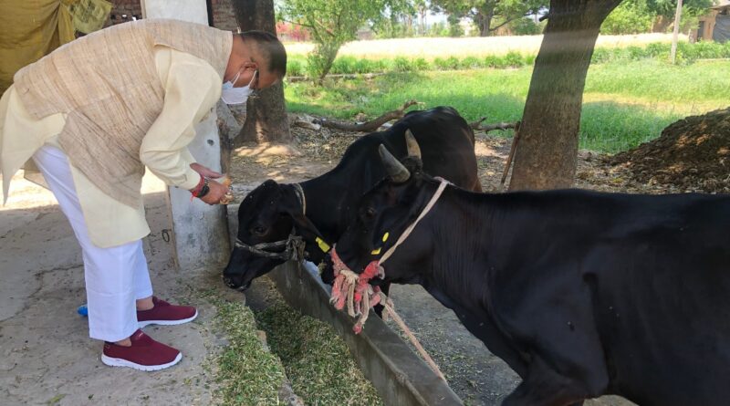 गौमाता को आज के दिन भोजन कराने से मिलते है कई लाभ -गणेश जोशी