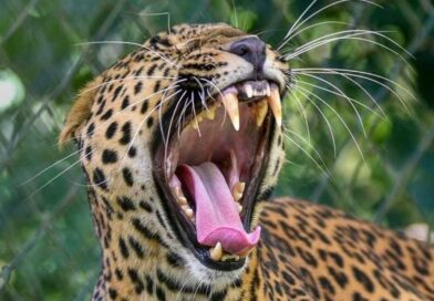 पौड़ी: चौबट्टाखाल में गुलदार का खौफनाक हमला, किचन की देहली से 4 साल की मासूम को उठा ले गया आदमखोर।