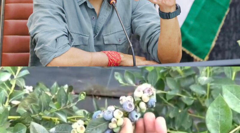 देहरादून जिला प्रशासन की पहल,दून बासमती के बाद अब चमकेगी ब्लूबेरी देहरादून में पायलट प्रोजेक्ट के तहत 10 किसानों से शुरुआत देहरादून जिला प्रशासन की पहल,दून बासमती के बाद अब चमकेगी ब्लूबेरी देहरादून में पायलट प्रोजेक्ट के तहत 10 किसानों से शुरुआत